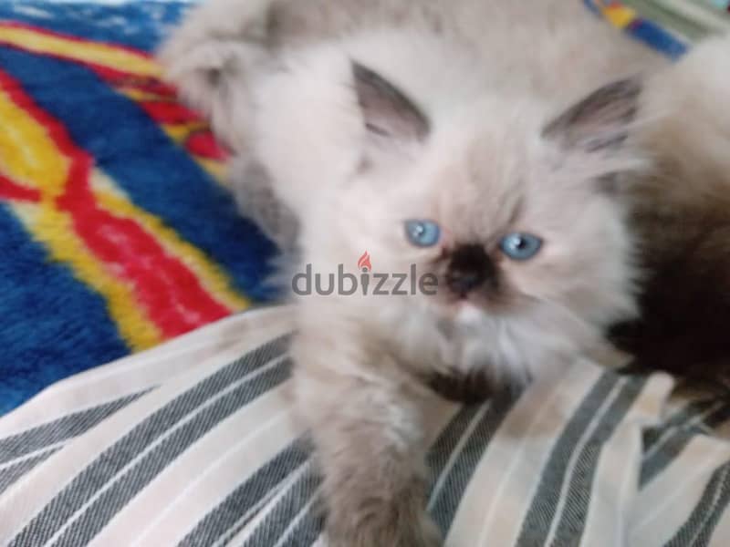 Himalayan Kittens 9