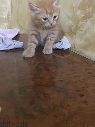 قطط شيرازي