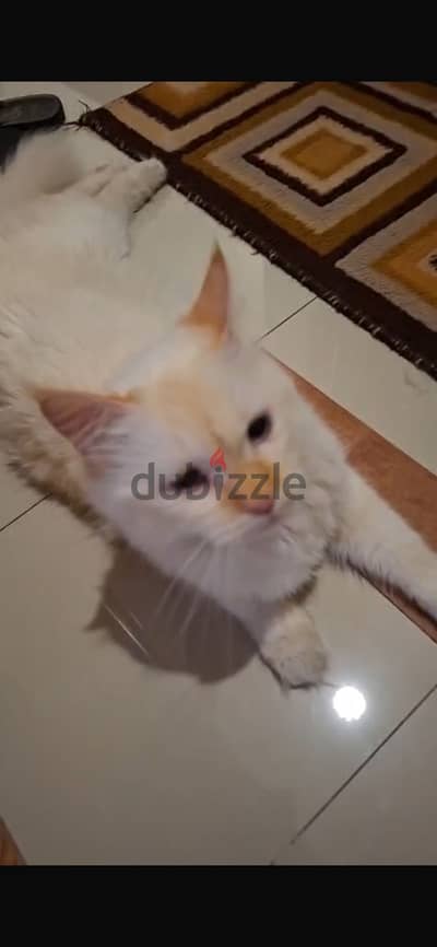 قطه بنت للتبني
