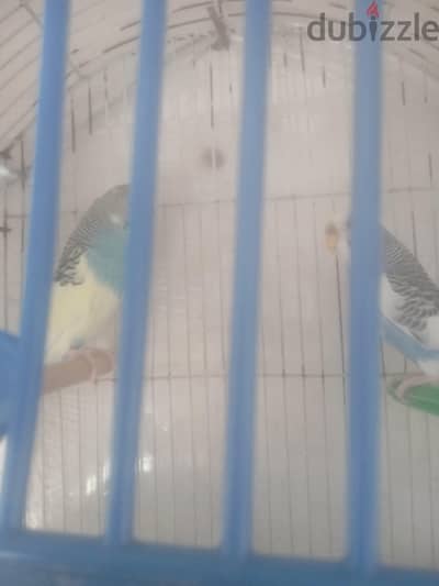 قص بانددت ما شاء الله النتايا بانددت ابيض في لبني و الدكر تحفه أصفر