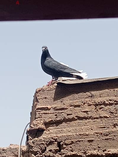 حمام  زياده