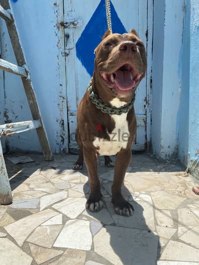 American Bully