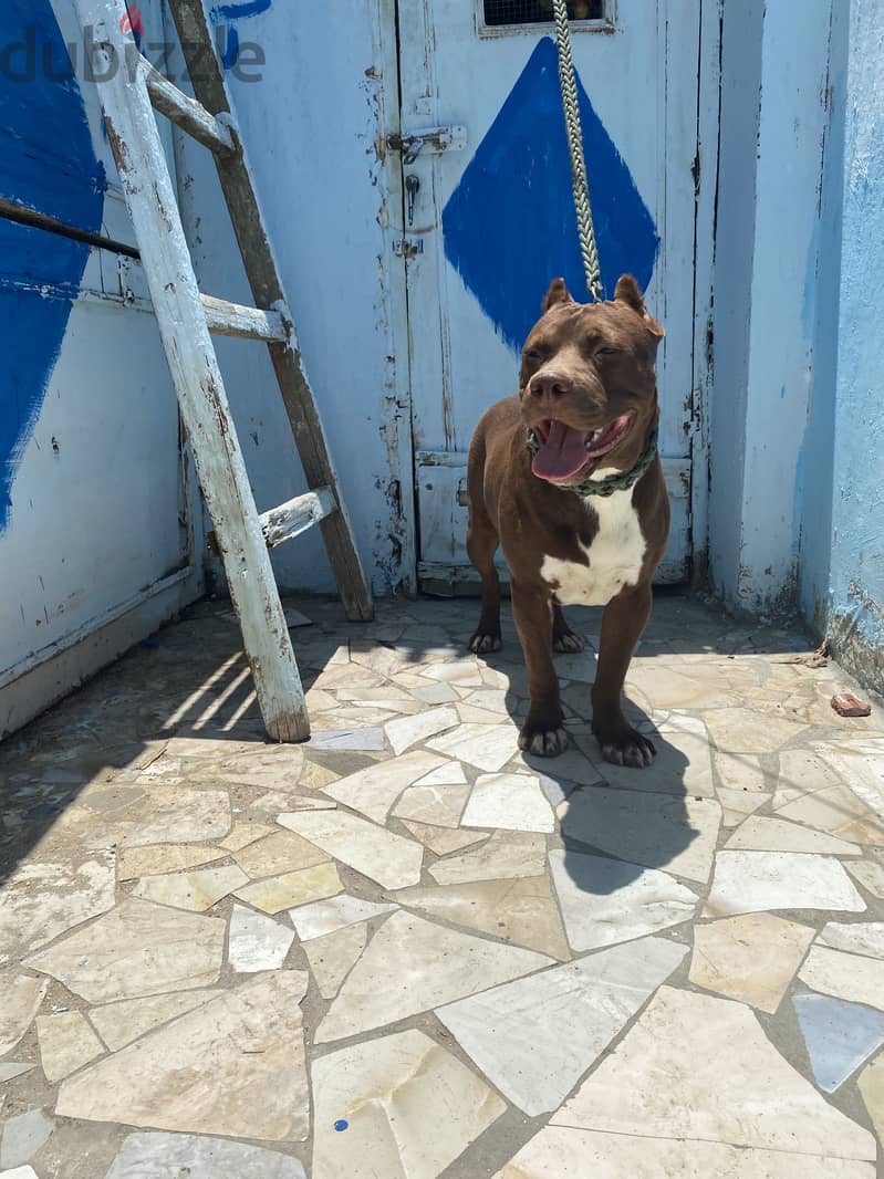 American Bully 1