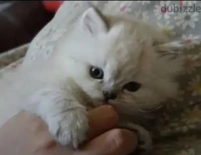 قط شيرازي 48. يوم يرجي الاتصال علي 01094843595