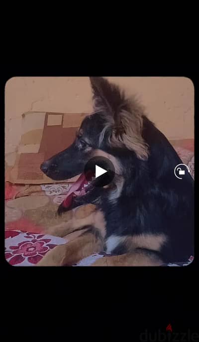 كب جرمن جرو سبه شهور مطعم ومتدرب طاعه