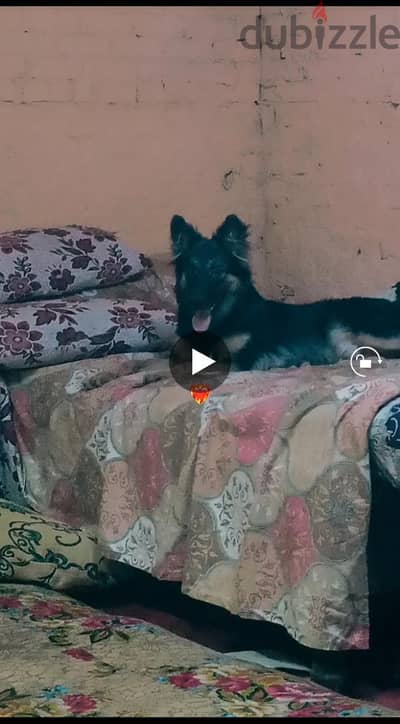 جرو سبه شهور مطعم ومتدرب طاعه