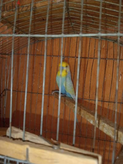 جوز رنبو شغال