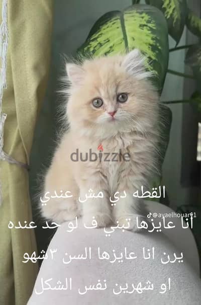 القطه دي مش عندي انا عايزها تبني لو حد عنده يرن