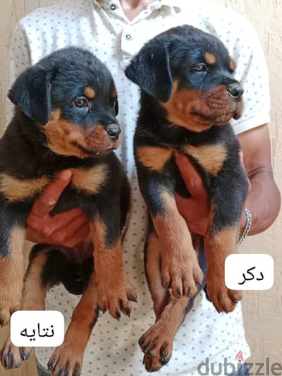 متاح ولاد وبنت روت 60 يوم مطعمين
