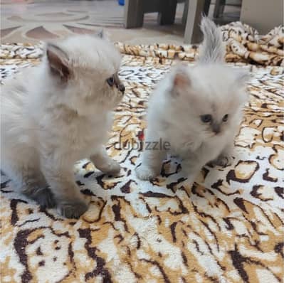 4 قطط عمر 45 يوم شيرازى ورادغول عيون زرقاء التواصل علي 01142572672