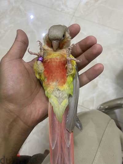 Pineapple high red conure كونيور اناناس مدرب