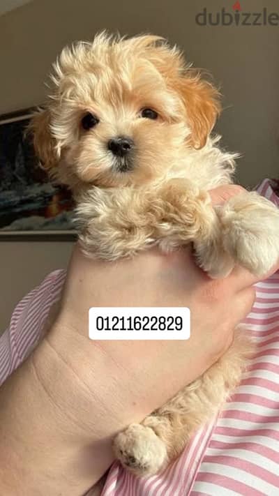 poodle x maltipoo puppies مالتيبو