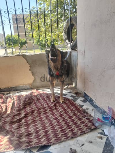 كلب جيرمن عمره سنه