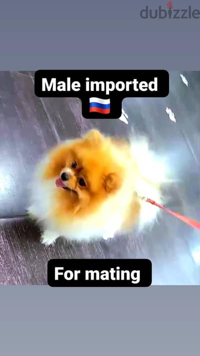 male pomeranian tea cup بومارينين للزواج تي كب ولد