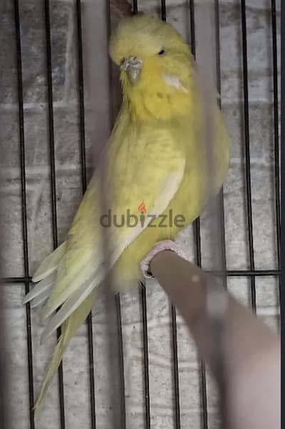متاح قص انصاص اسبانجل مستوي عالي