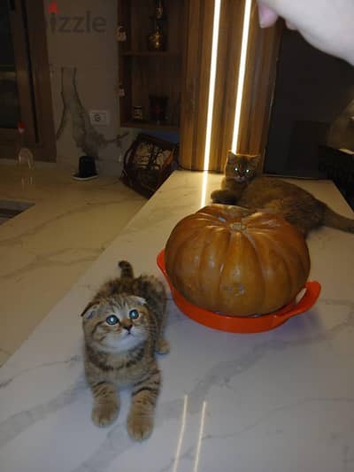 Scottish fold male kitten