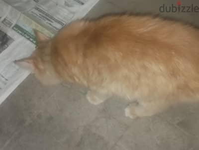 قط شيرازي