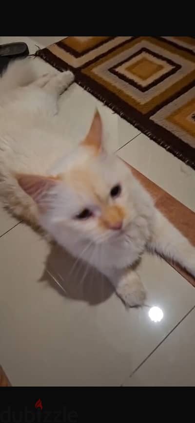 قطه للتبني