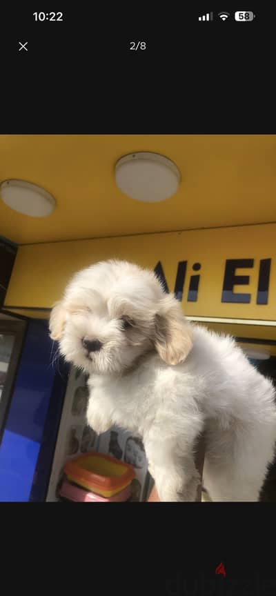 Griffon puppy for sale