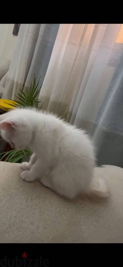قطط بيتي ٤٥يوم