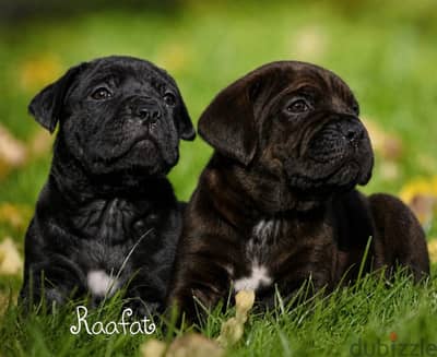 Cane Corso كين كورسو