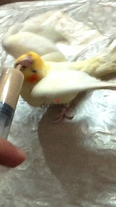 لهواة التأكيل اليدوي