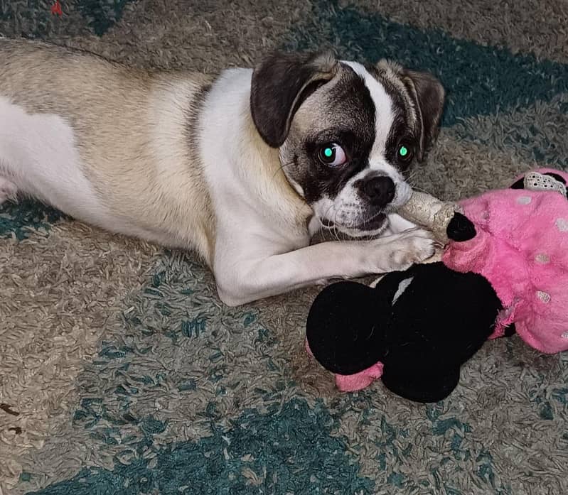 Cocker Pug 1