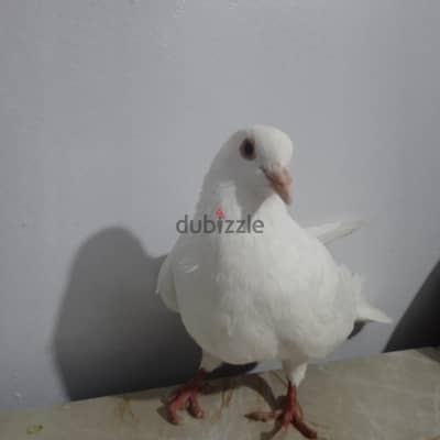 حمام فرنسي