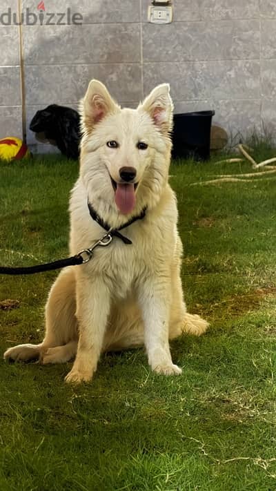 white german
