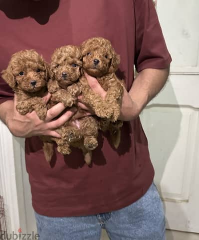Toy poodle puppy بودل