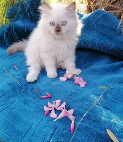ragdoll chocolate mitted male