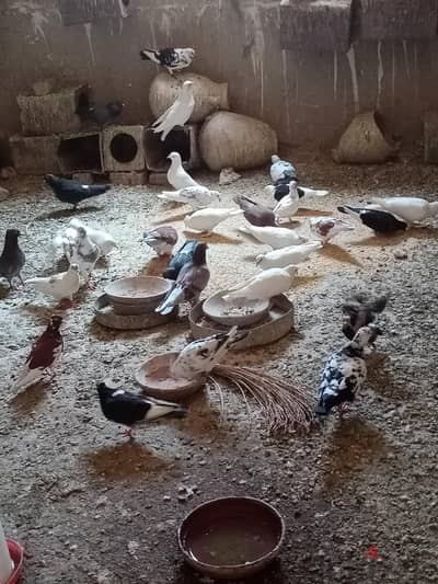 حمام بلدي علي حمام رومي للبيع المجموعة كلها شغاله المجموعة كلها علي
