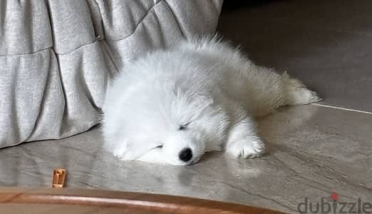 Samoyed male puppy