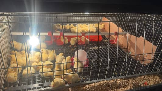 بطارية فراخ 3 ادوار متر*3 متر