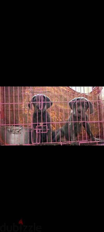 اجمل جراوي كين كورسو بنات  cane Corso