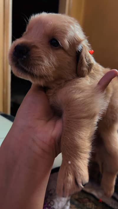 Golden retriever