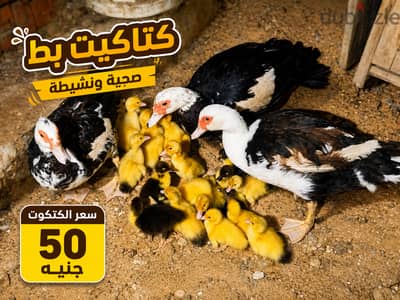 بط للبيع