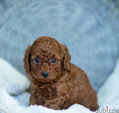 Male poodle for sale