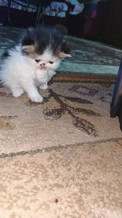 قطه هارليكان براون