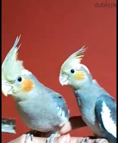 كوكتيلات مدربه