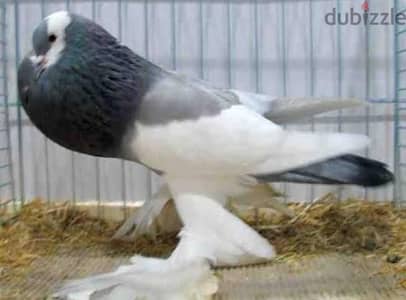دكر نفاخ ازرق اول شغل