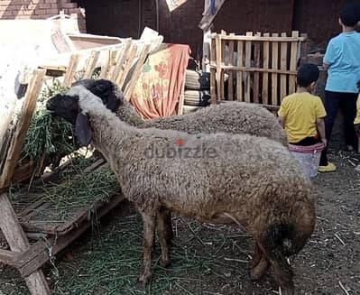 نعجتين أوسيمى (نعجة كاسرة ٦ وبدرية جوز
