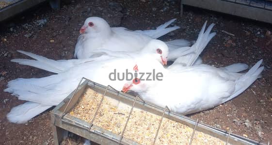 حمام محمى ومتحصن وبصحة جيدة