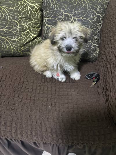 male shihtzu 2 months