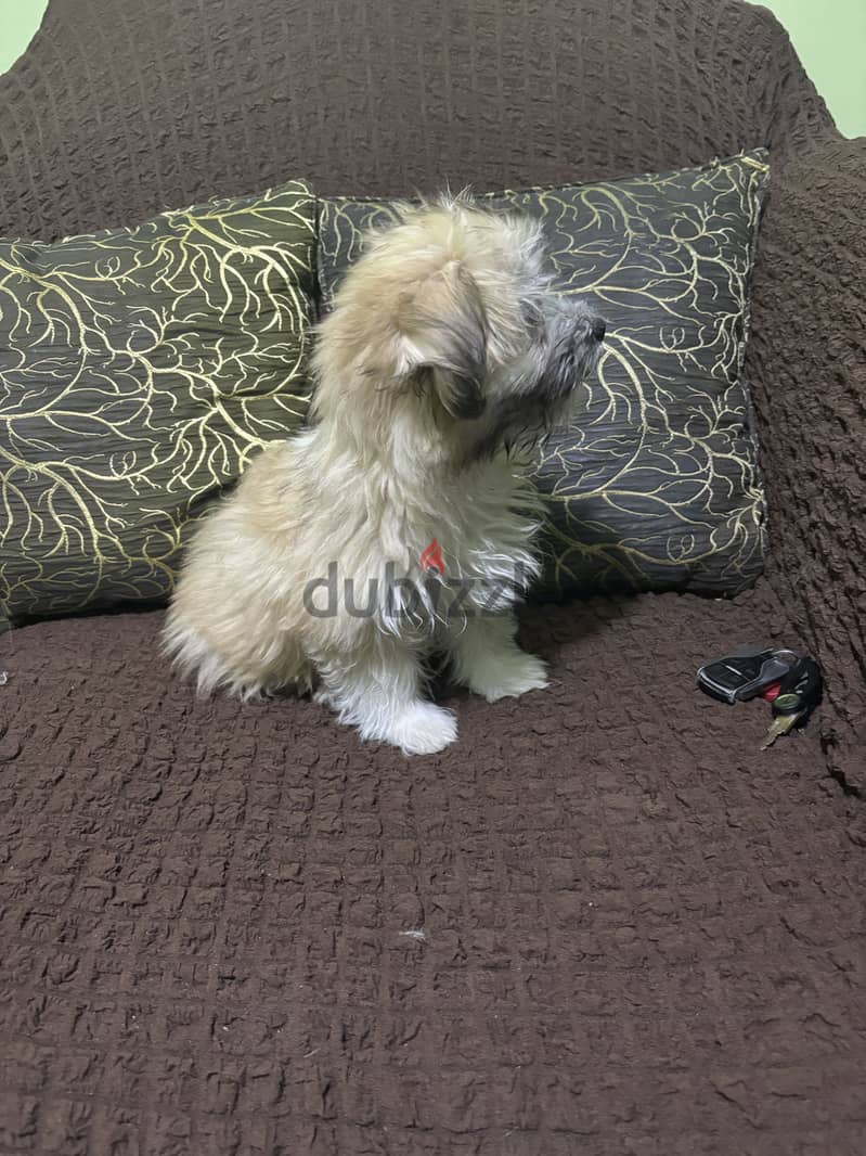 female shihtzu 4 months 1
