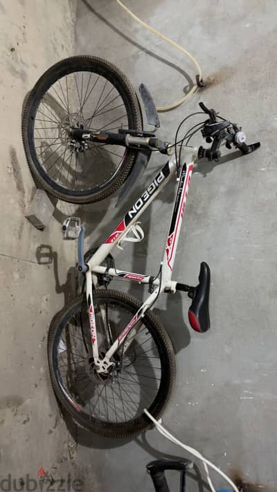 pigeon bicycle