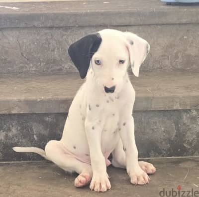 Pure Dalmatian puppies for sale | جراوي دلميشن للبيع