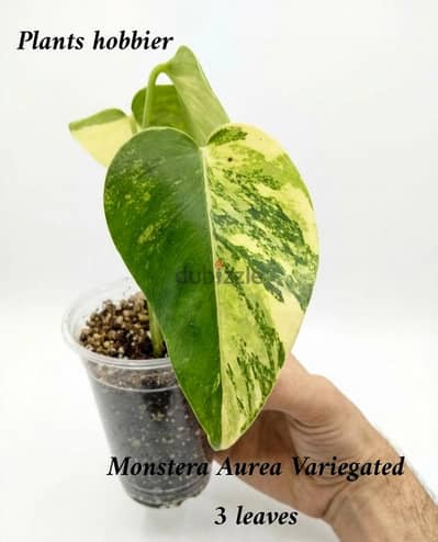 Monstera Aurea var