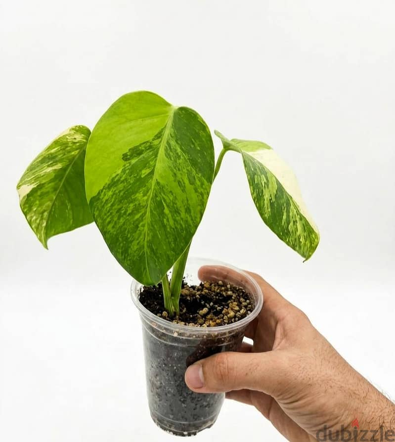 Monstera Aurea var 1