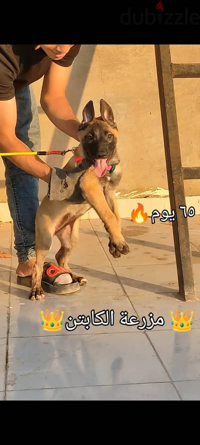 نتاية مالينو استاندر  ٦٥